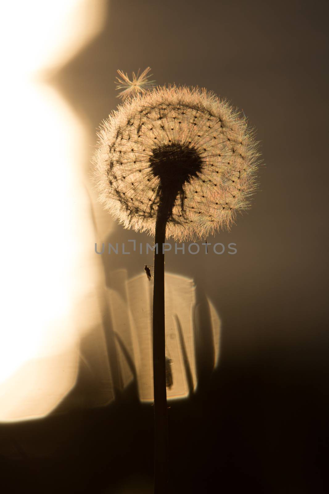 Very soft and fragile dandelion silhouette in summer