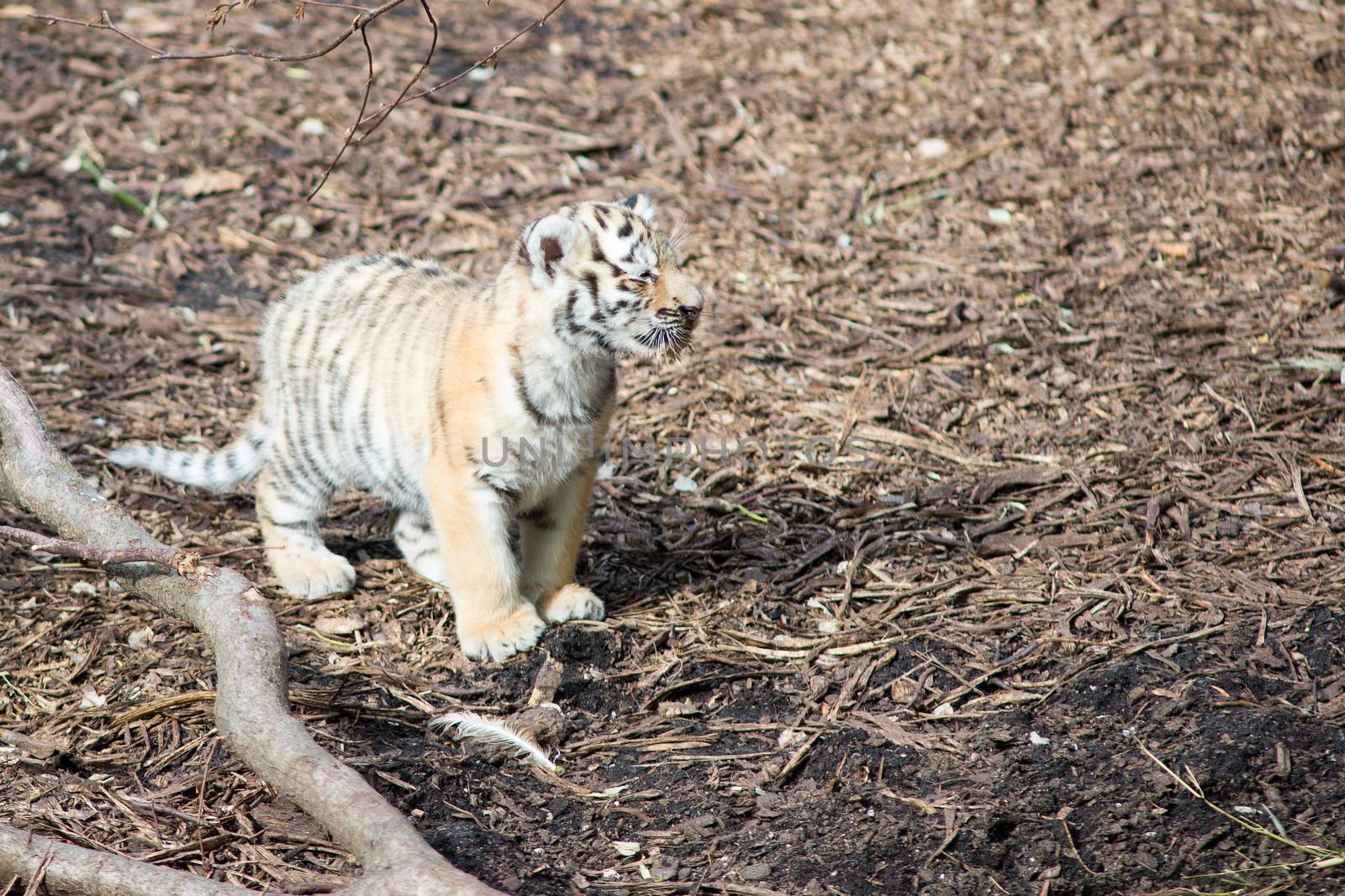 Tiger cub standing on the forest floor