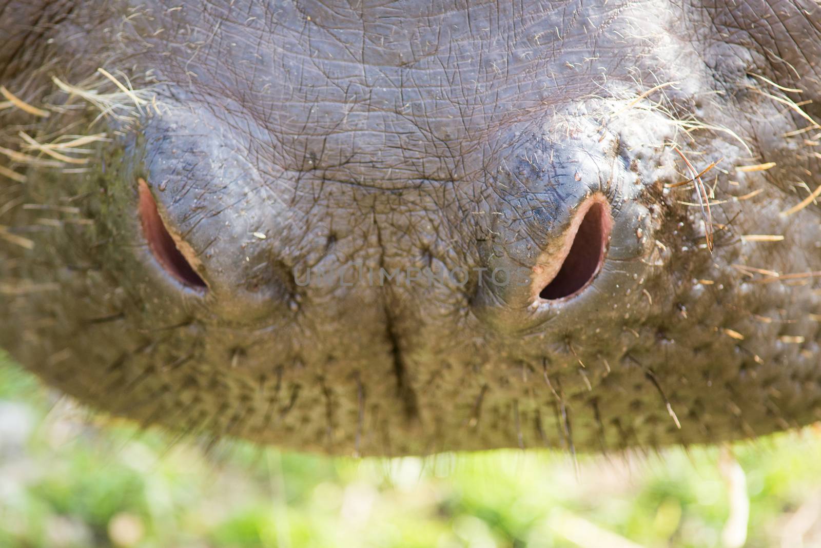 Nose of a hippo by Arrxxx