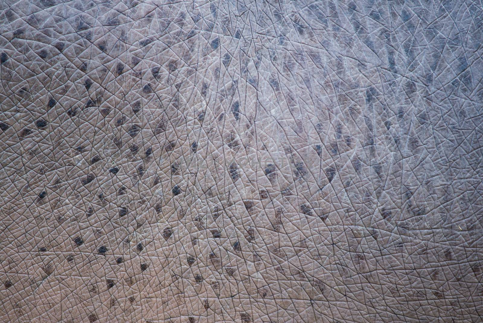 Closeup of the skin of a hippopotamus, Hippopotamus amphibius, background pattern