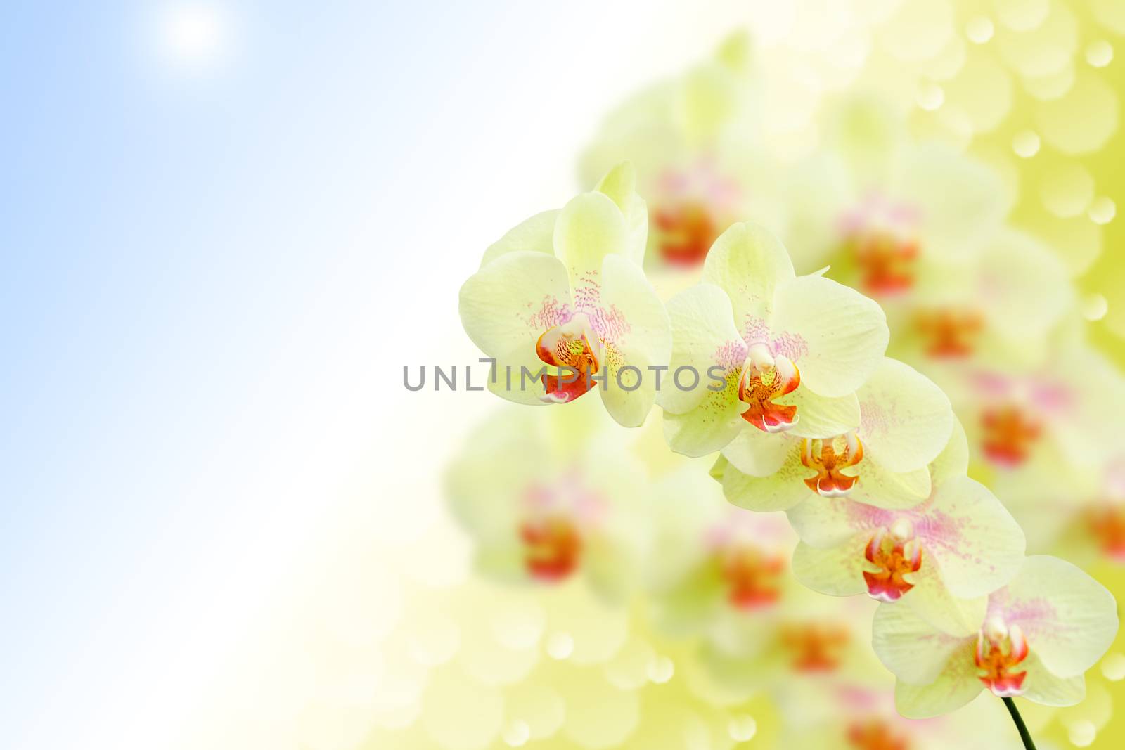 Soft pastel colored orchid flowers on natural morning blurred bokeh background