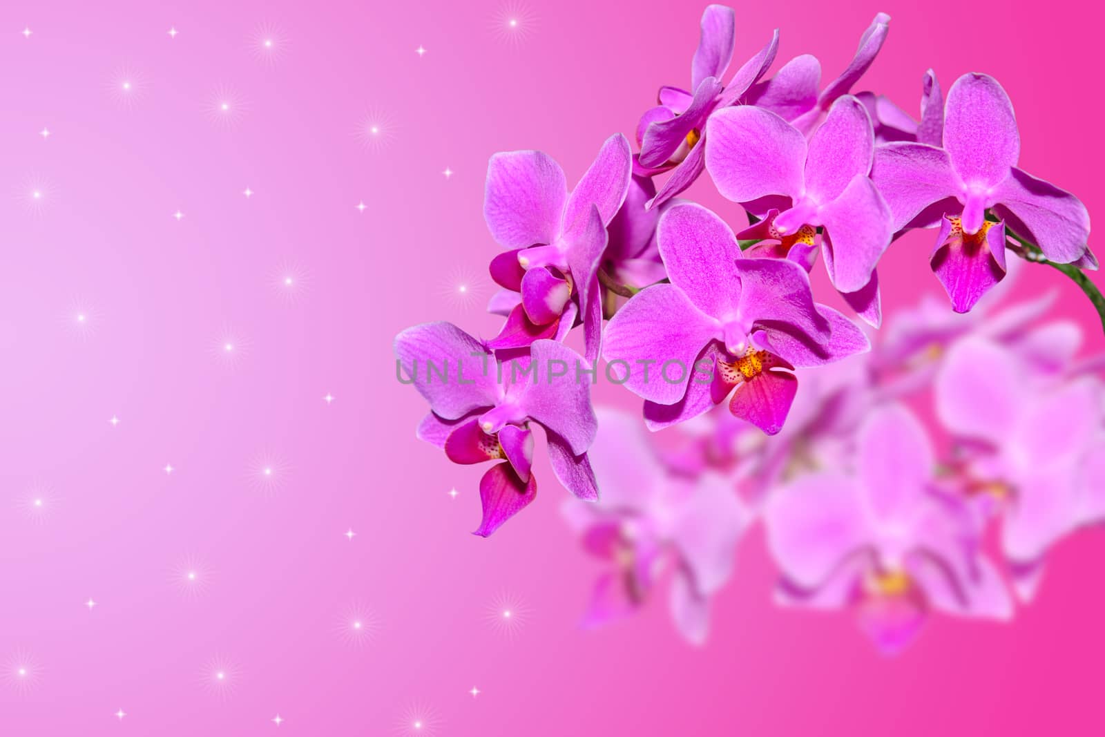 Branch of lilac orchid flowers on gradient blurred background with free area for your text