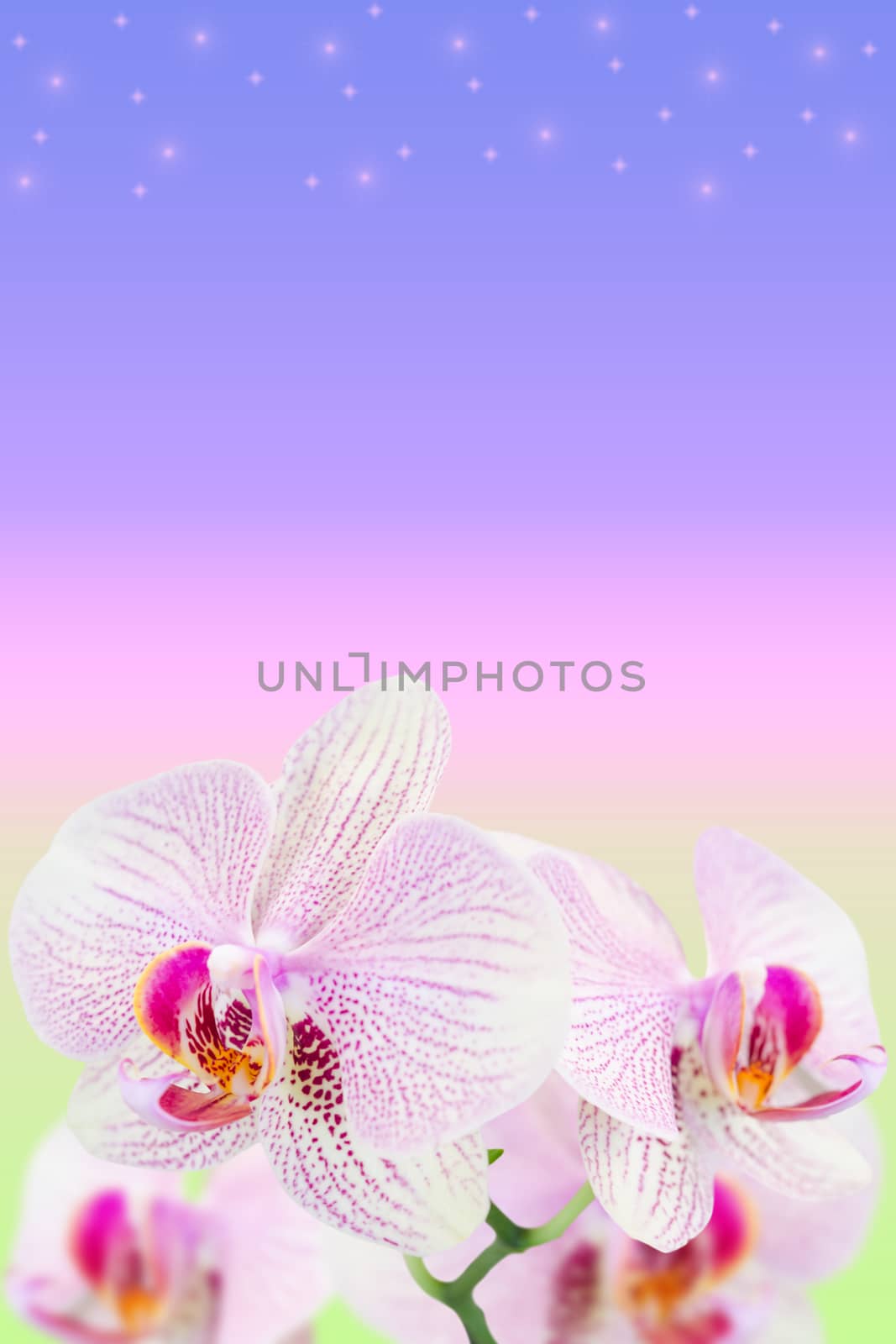 Gentle spotted orchids on blurred gradient background with copy-space area