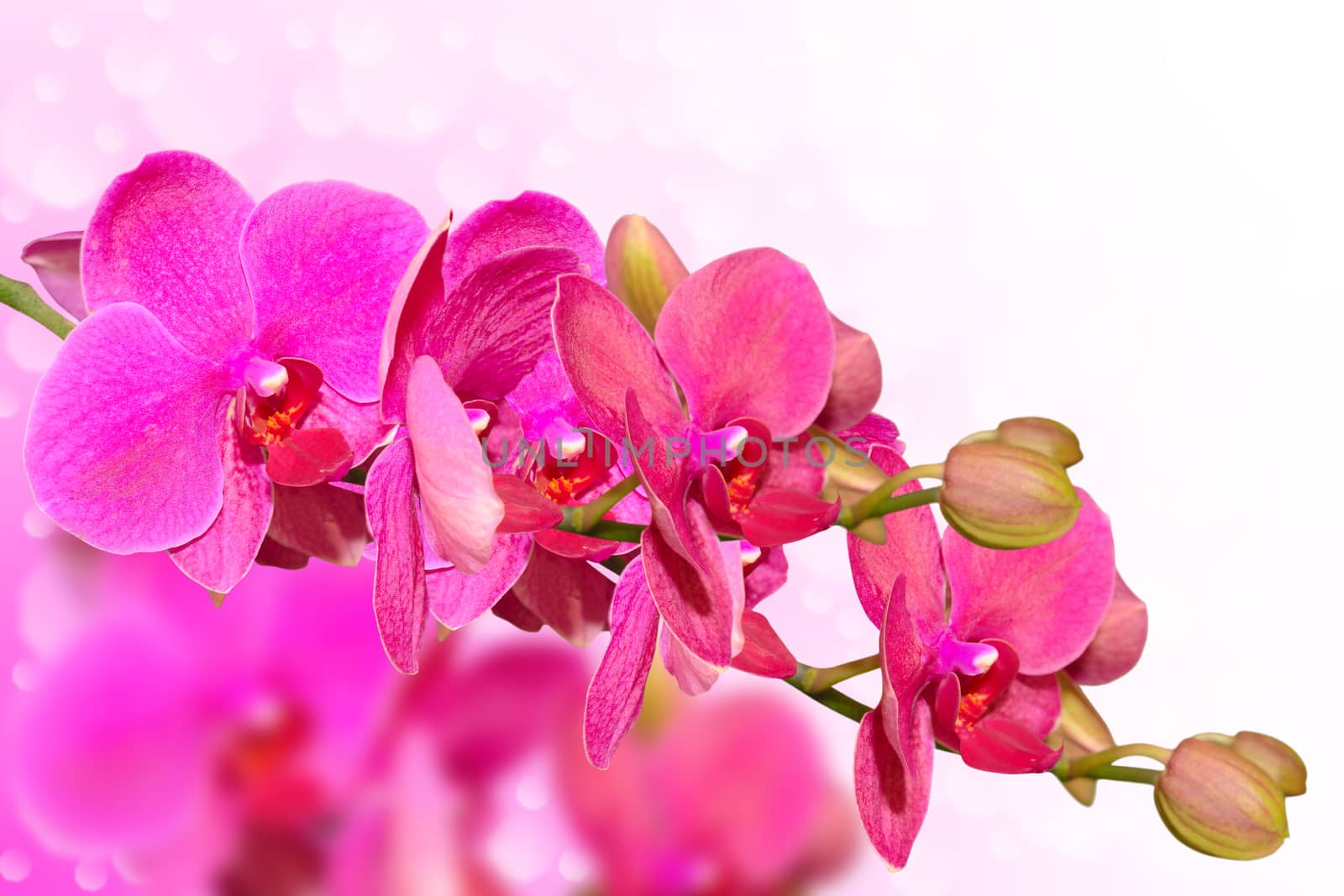 Big purple orchid flowers branch on blurred bokeh background with free copy-space place