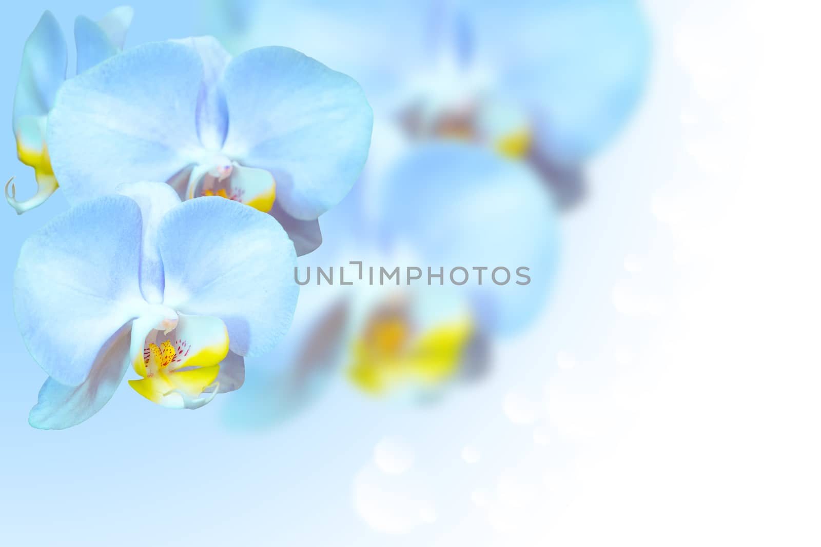 Tropical exotic blue orchid flowers over gradient by servickuz