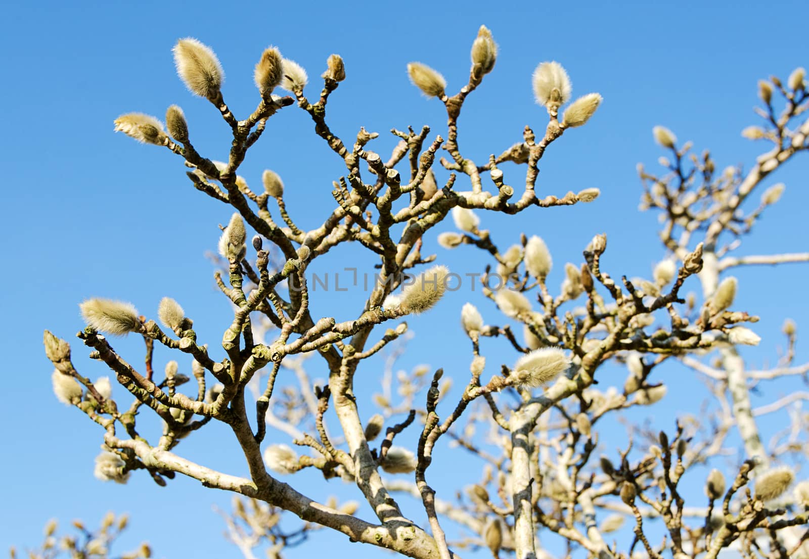 a very beautiful tree buds for spring Star Magnolia