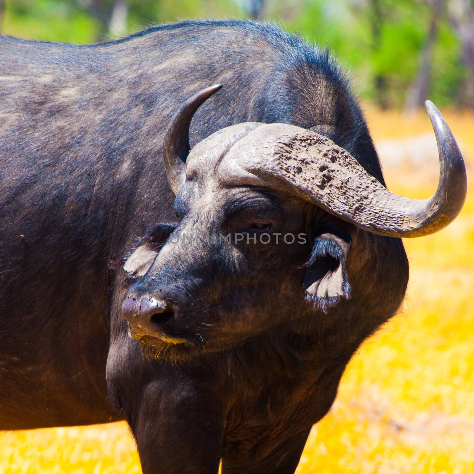 Head of angry buffalo (Botswana)