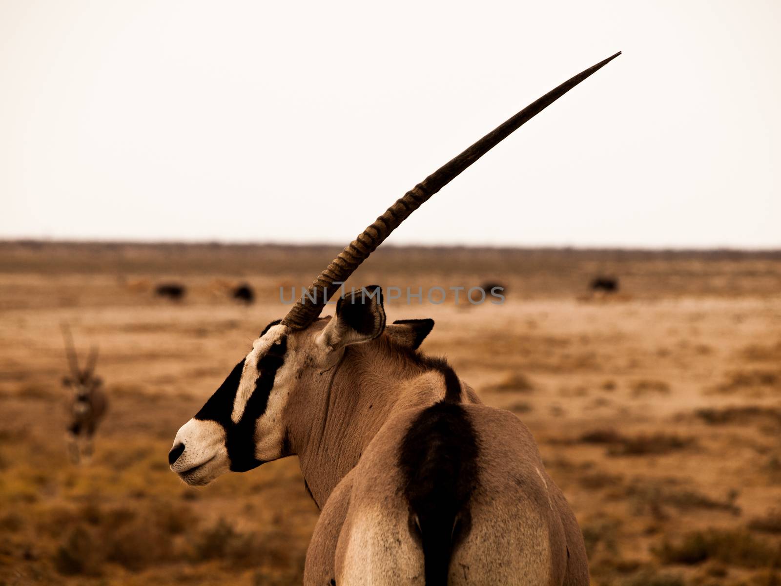 Oryx antelope by pyty
