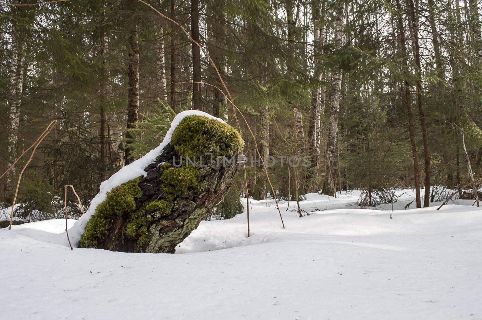 Old mossy stump under snow by wander