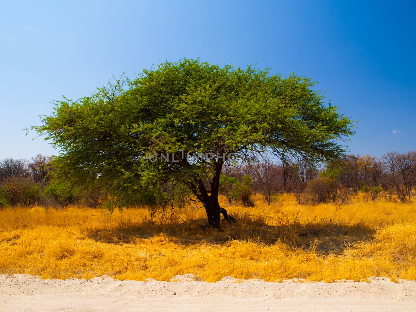 Typical african acacia tree (Botswana)