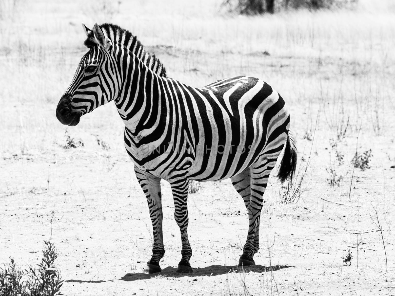Zebra viewed on safari game drive (black and white)