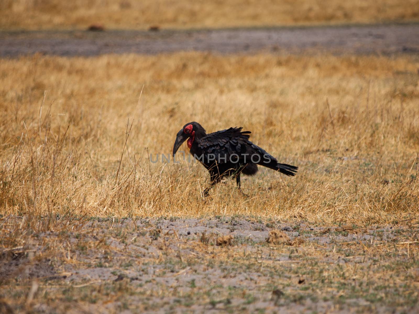 Ground hornbill by pyty