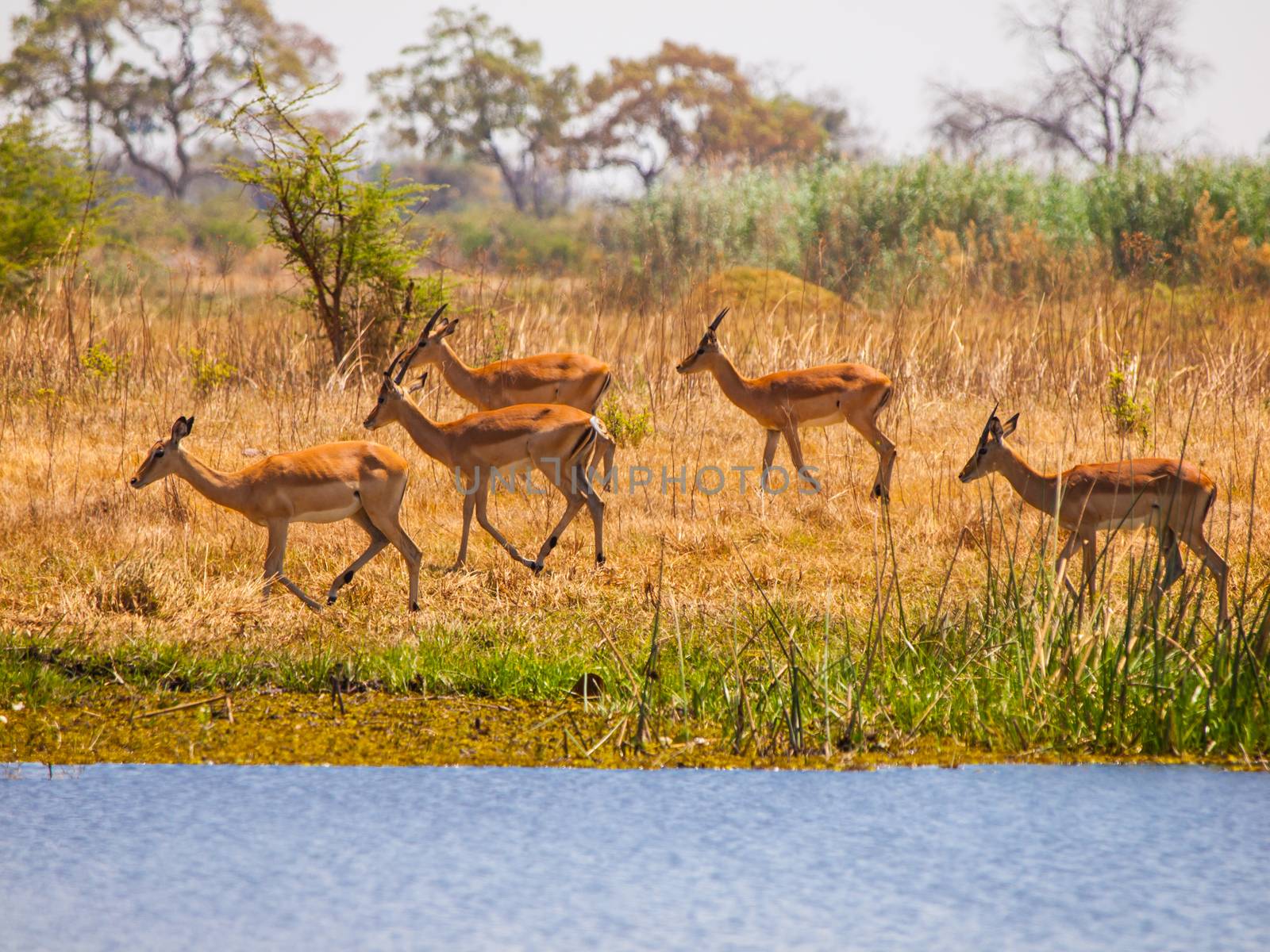Impala herd near water hole 