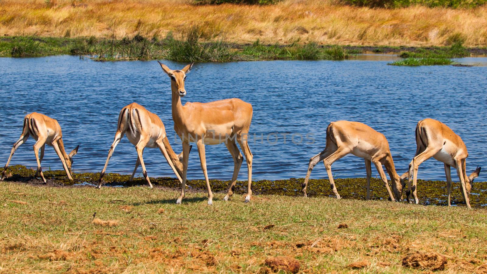 Impala herd near water hole 