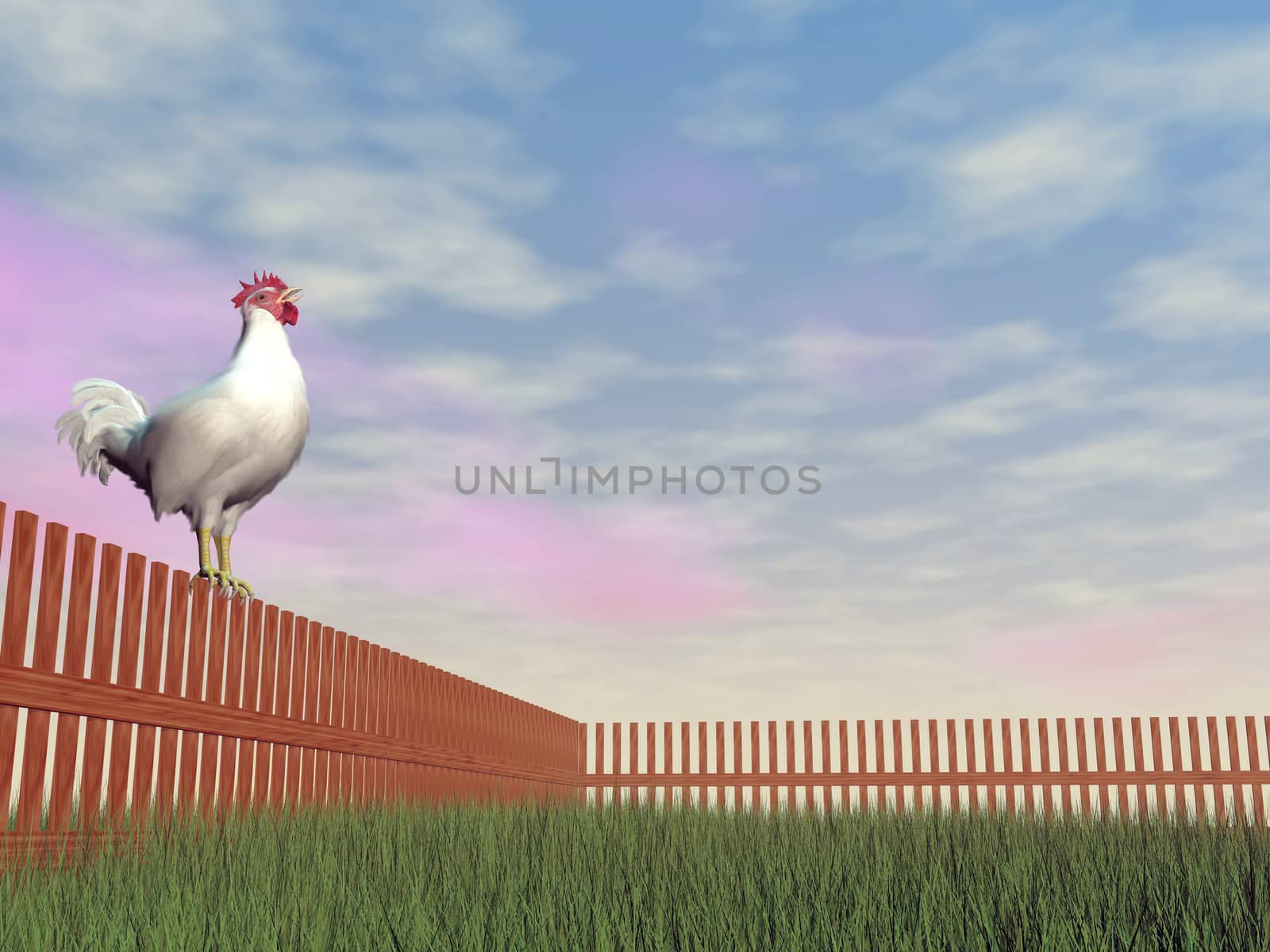 One rooster alone standing on a wood fence while crowing in the morning light