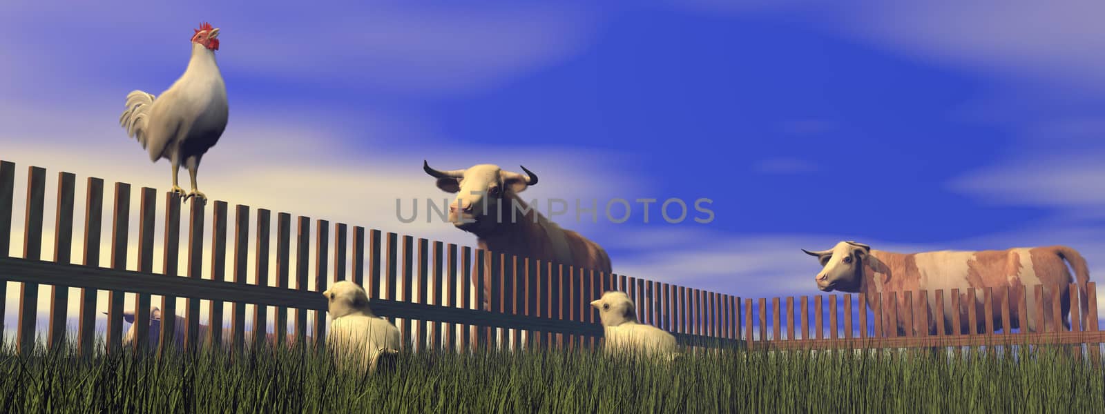 One rooster standing on a wood fence while crowing in the morning light famrland