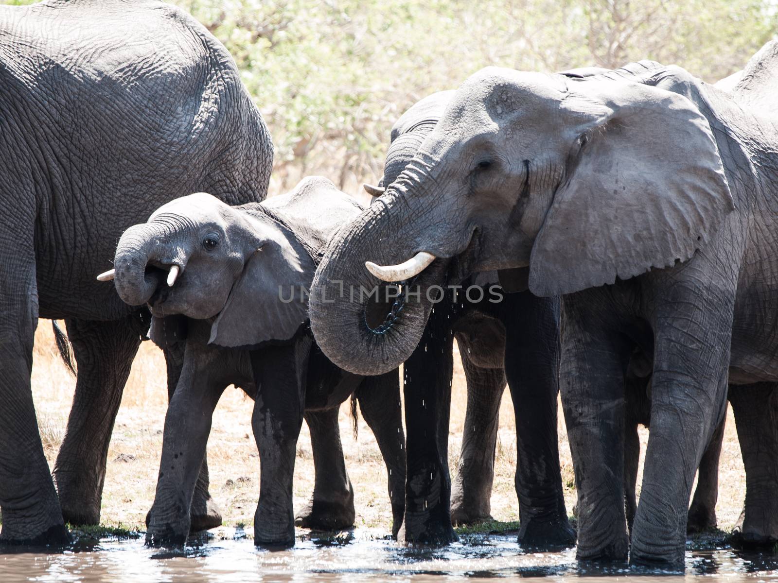 Elephants at water hole by pyty