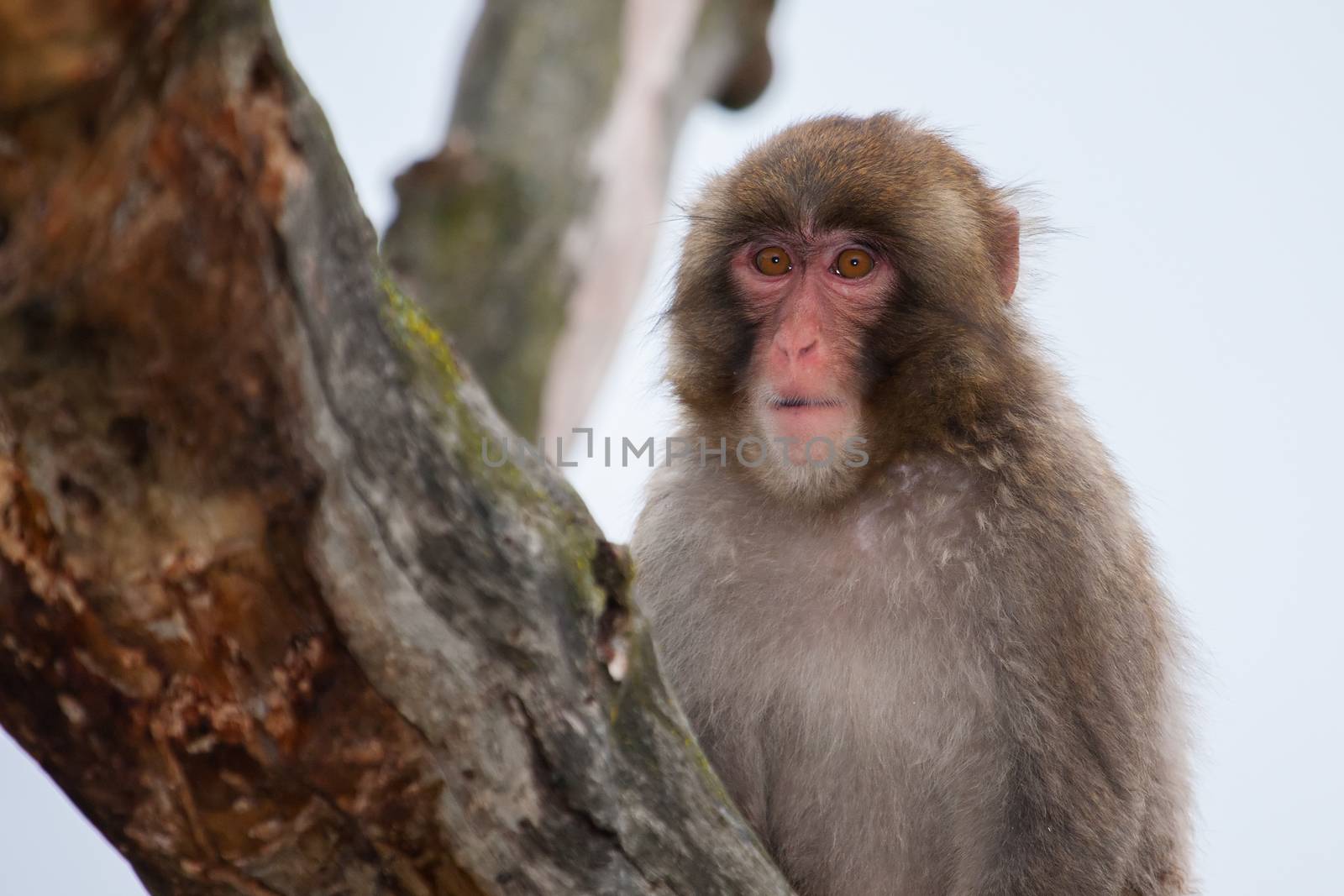 Macaque (Snow) Monkey's by Coffee999