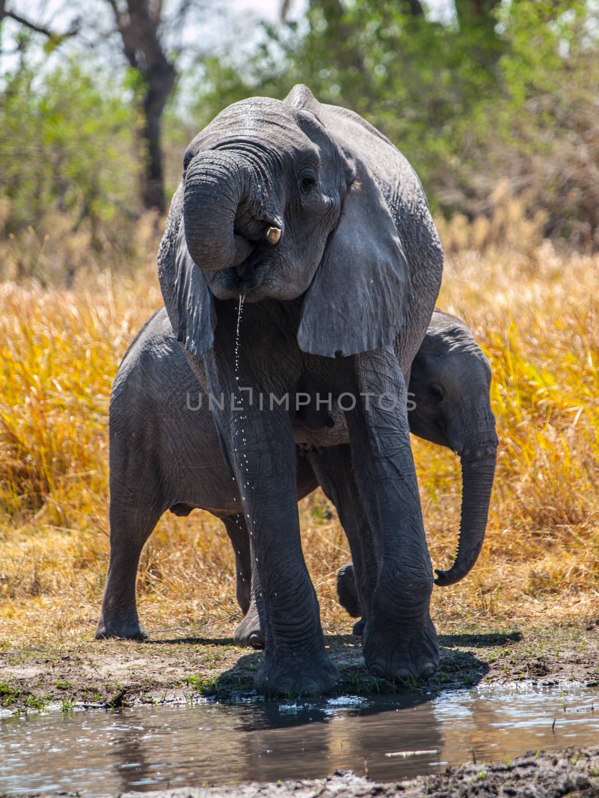 Two african elephants at water hole (Okavango region, Botswana)