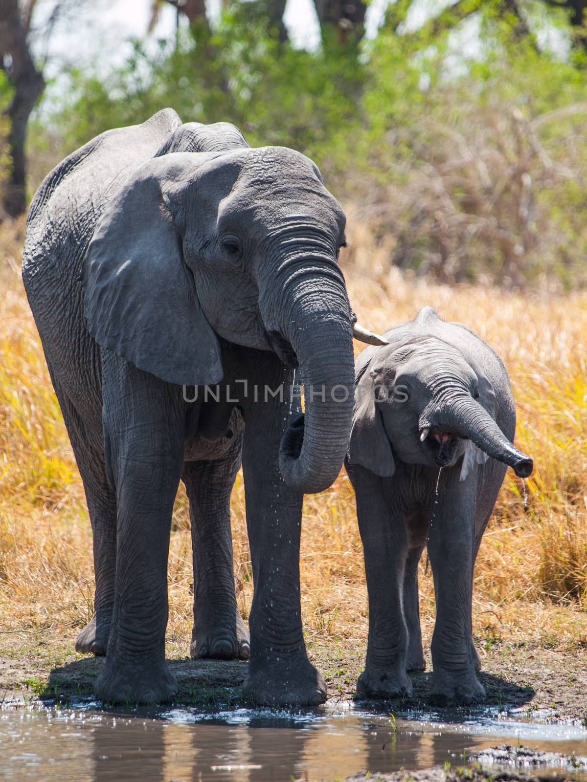 Elephants at water hole by pyty