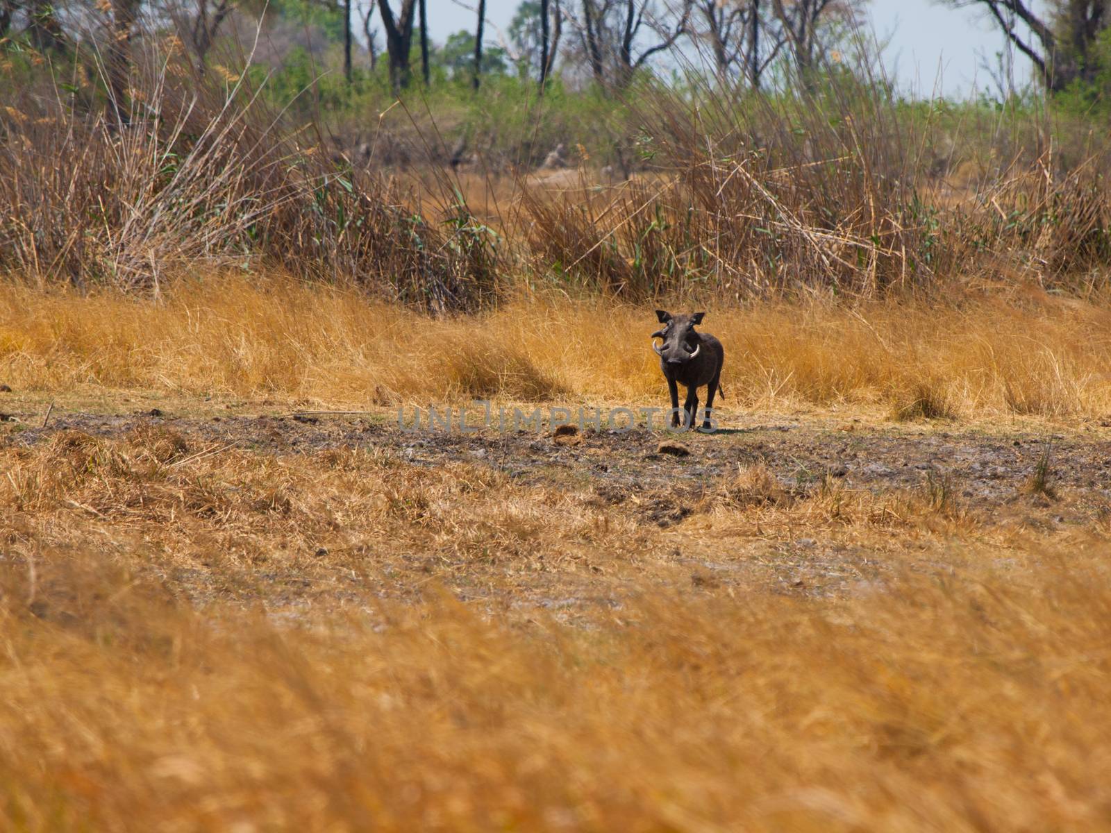 Warthog in savanna (Phacochoerus africanus) by pyty