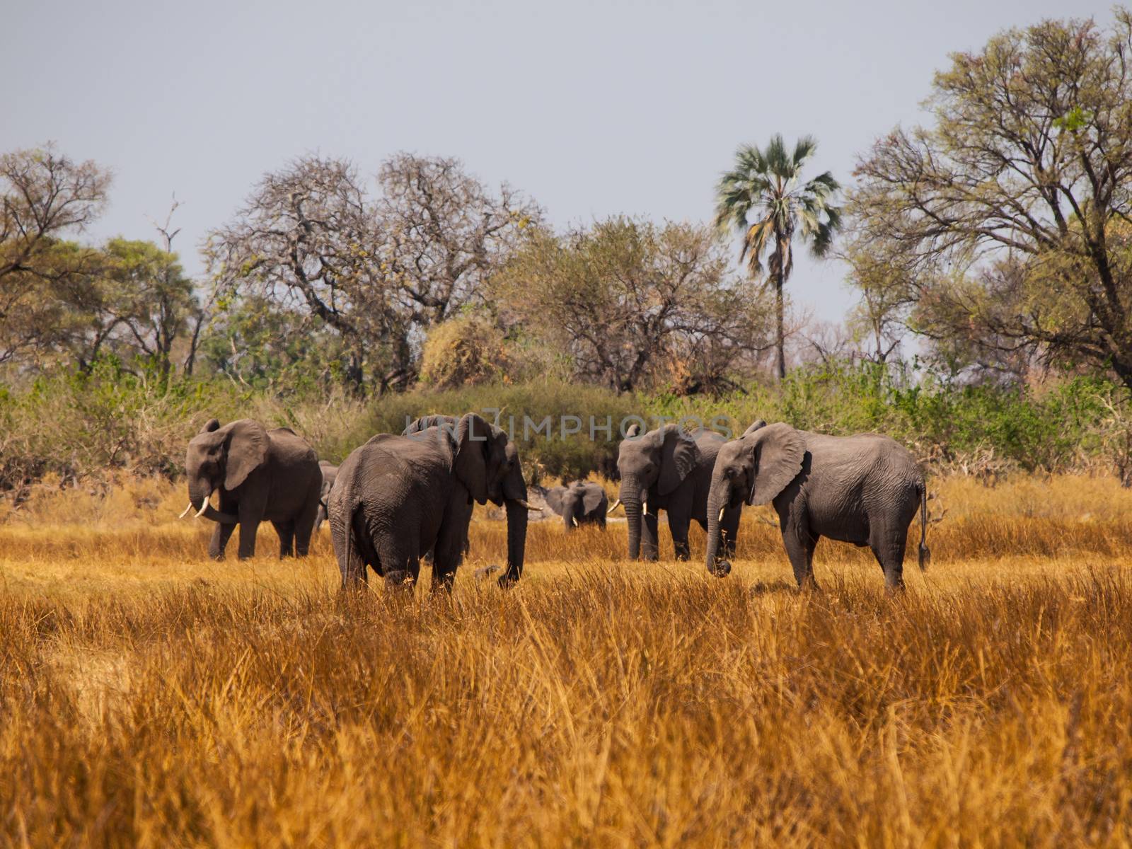 Elephant herd during safari game drive (Moremi Game Reserve, Okavago region, Botswana) 