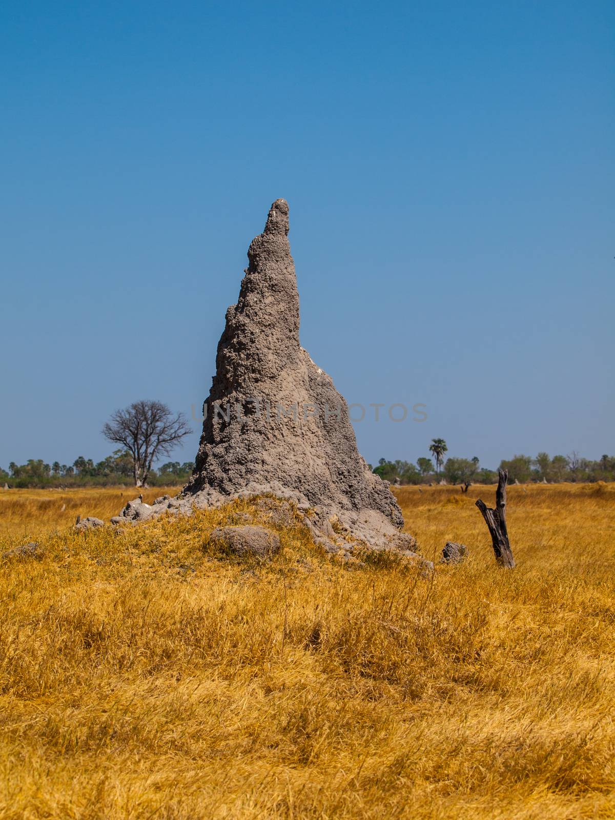 Termite hill in Okavango region by pyty