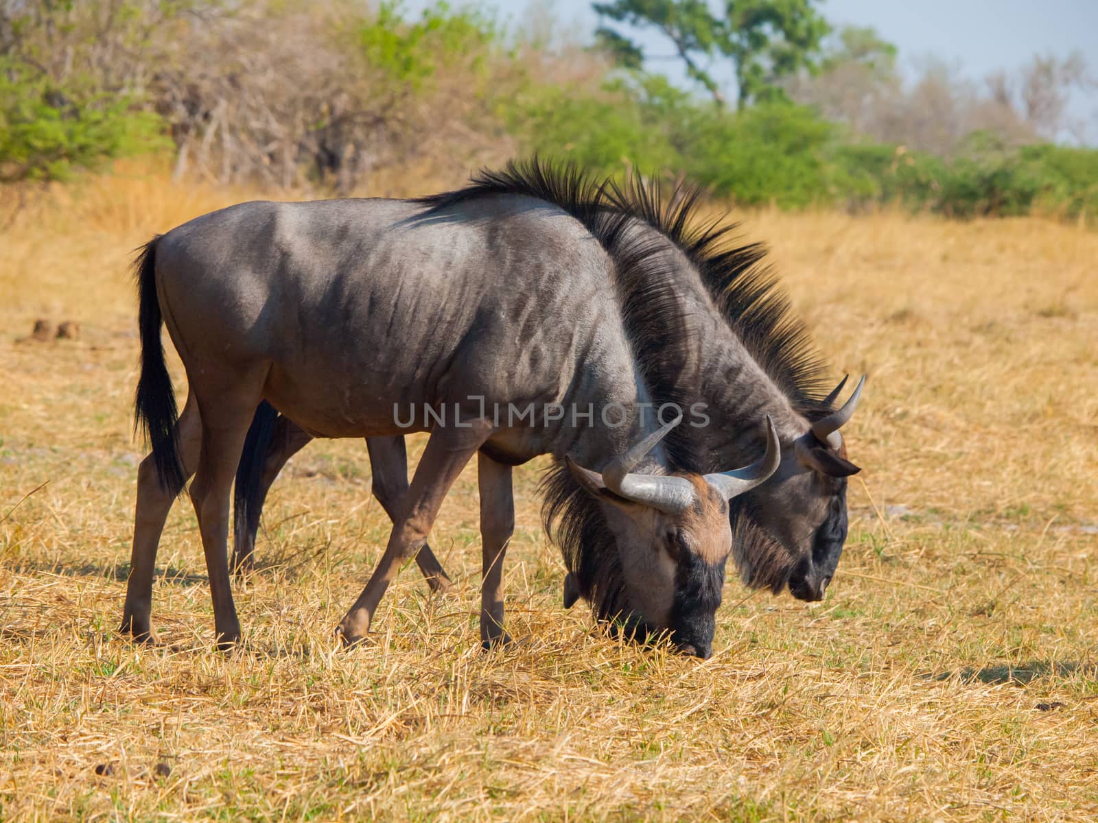 Blue wildebeest in savanna (Connochaetes taurinus)