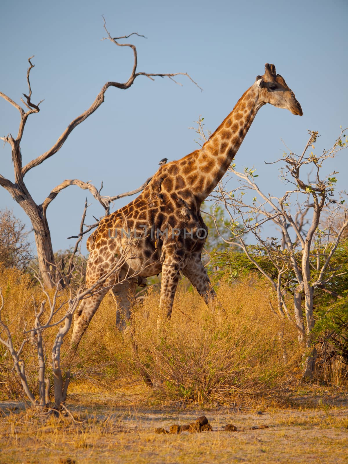 Giraffe in savanna (Moremi Game Reserve, Namibia)
