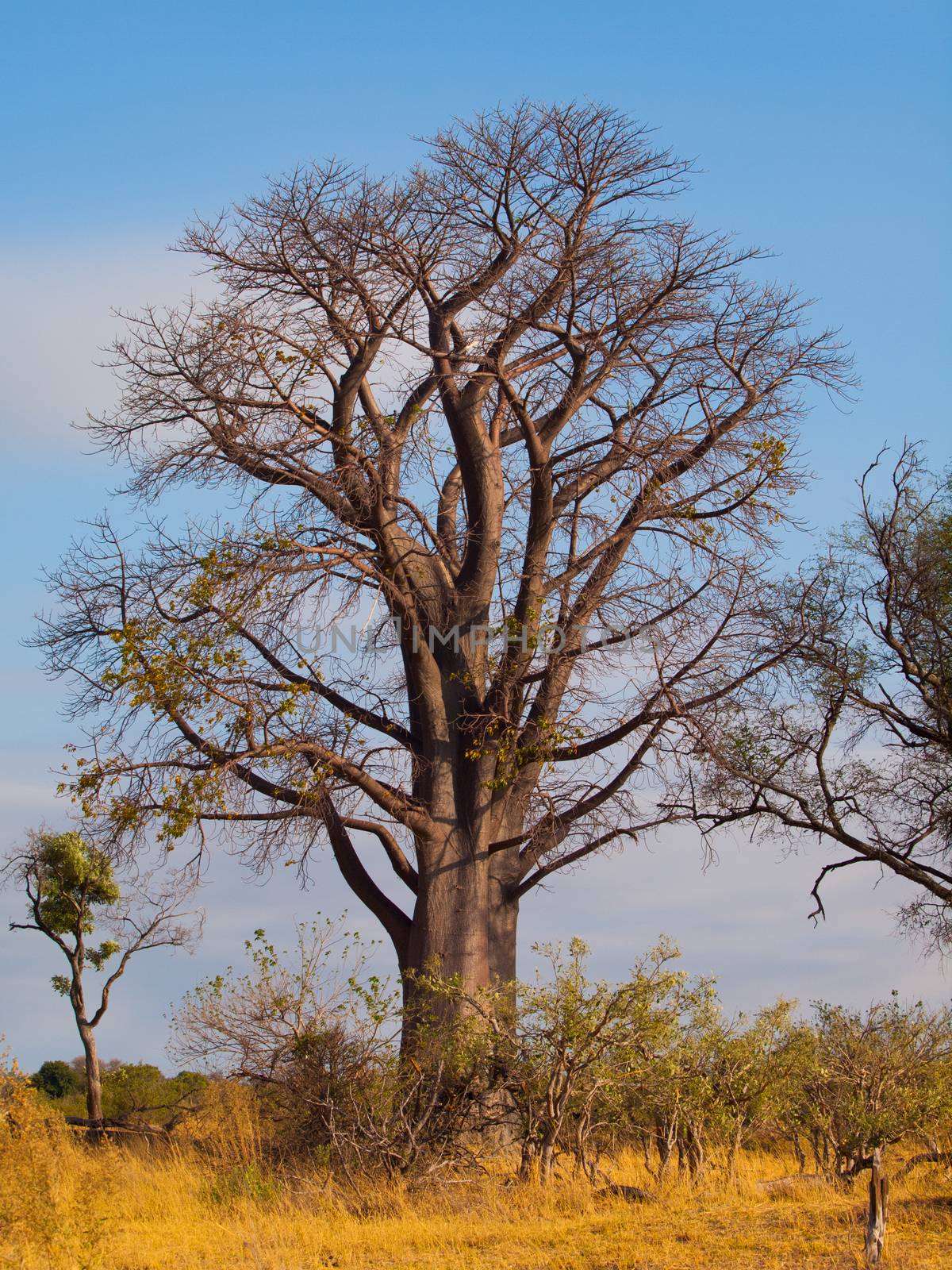 Lonesome baobab tree in savanna