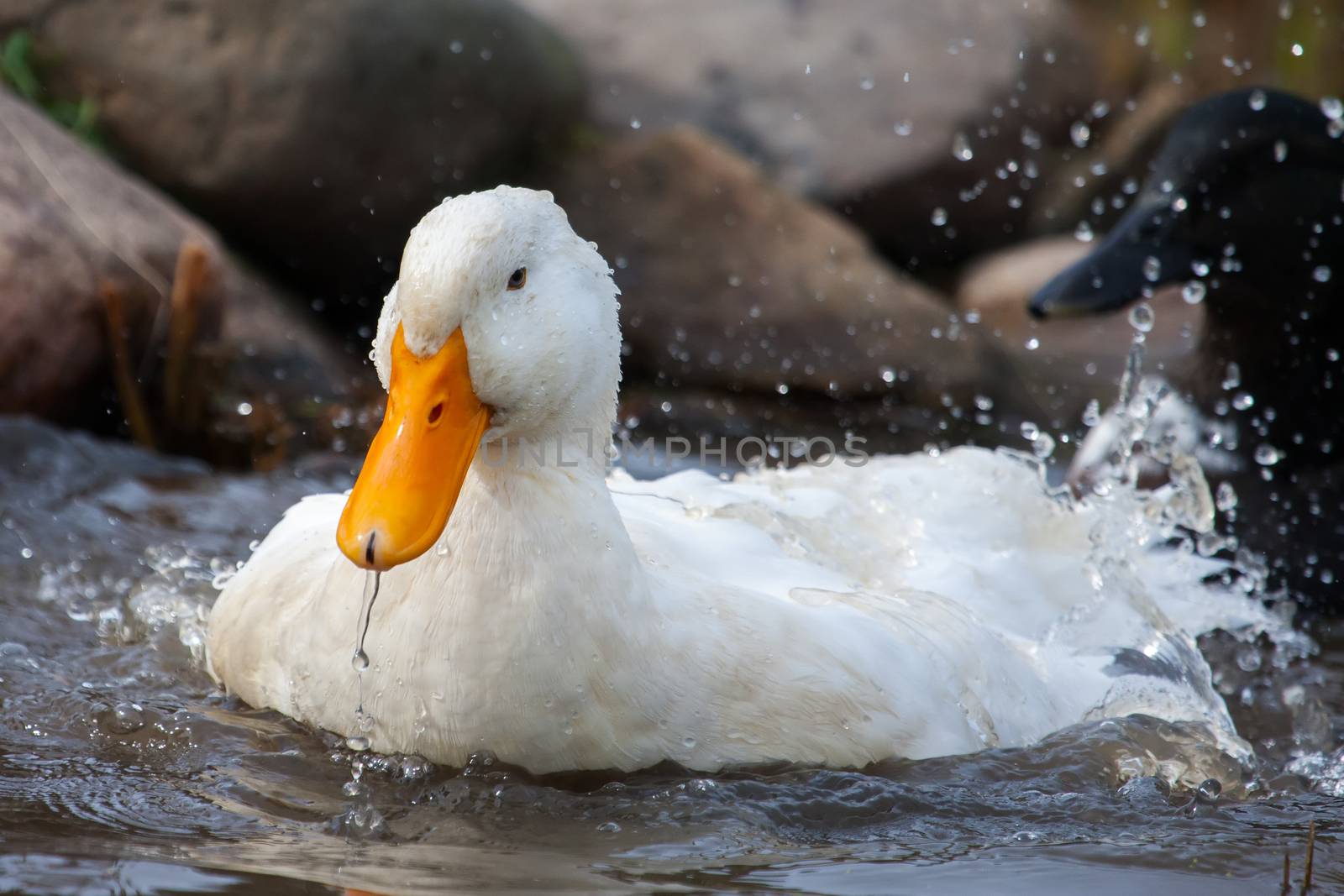 White duck splashing near rocks in a lake