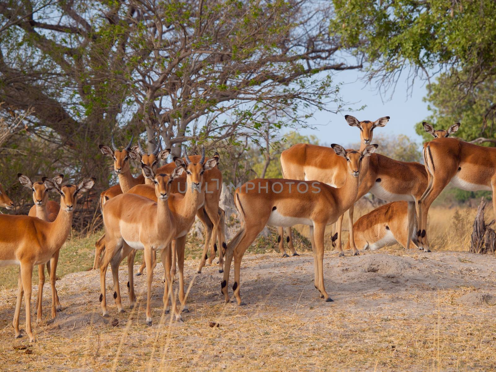 Impala herd near water hole