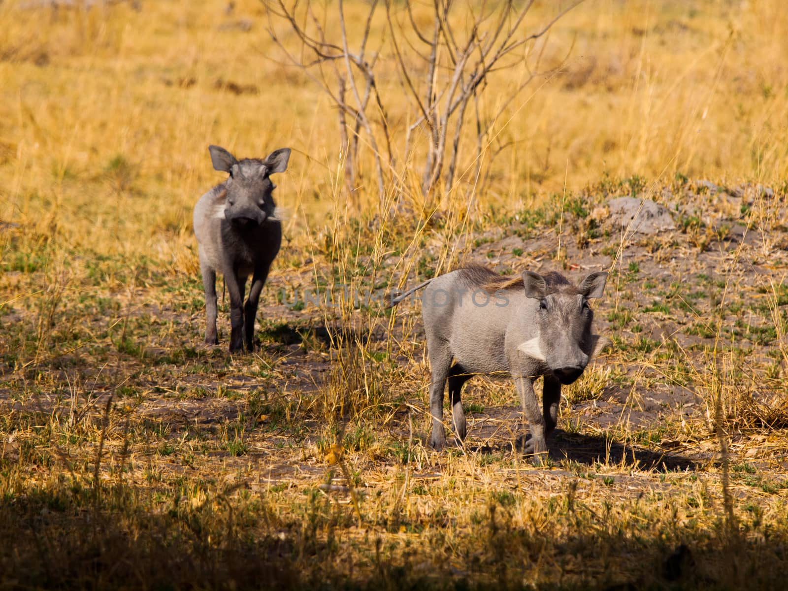 Two warthogs in savanna (Phacochoerus africanus)