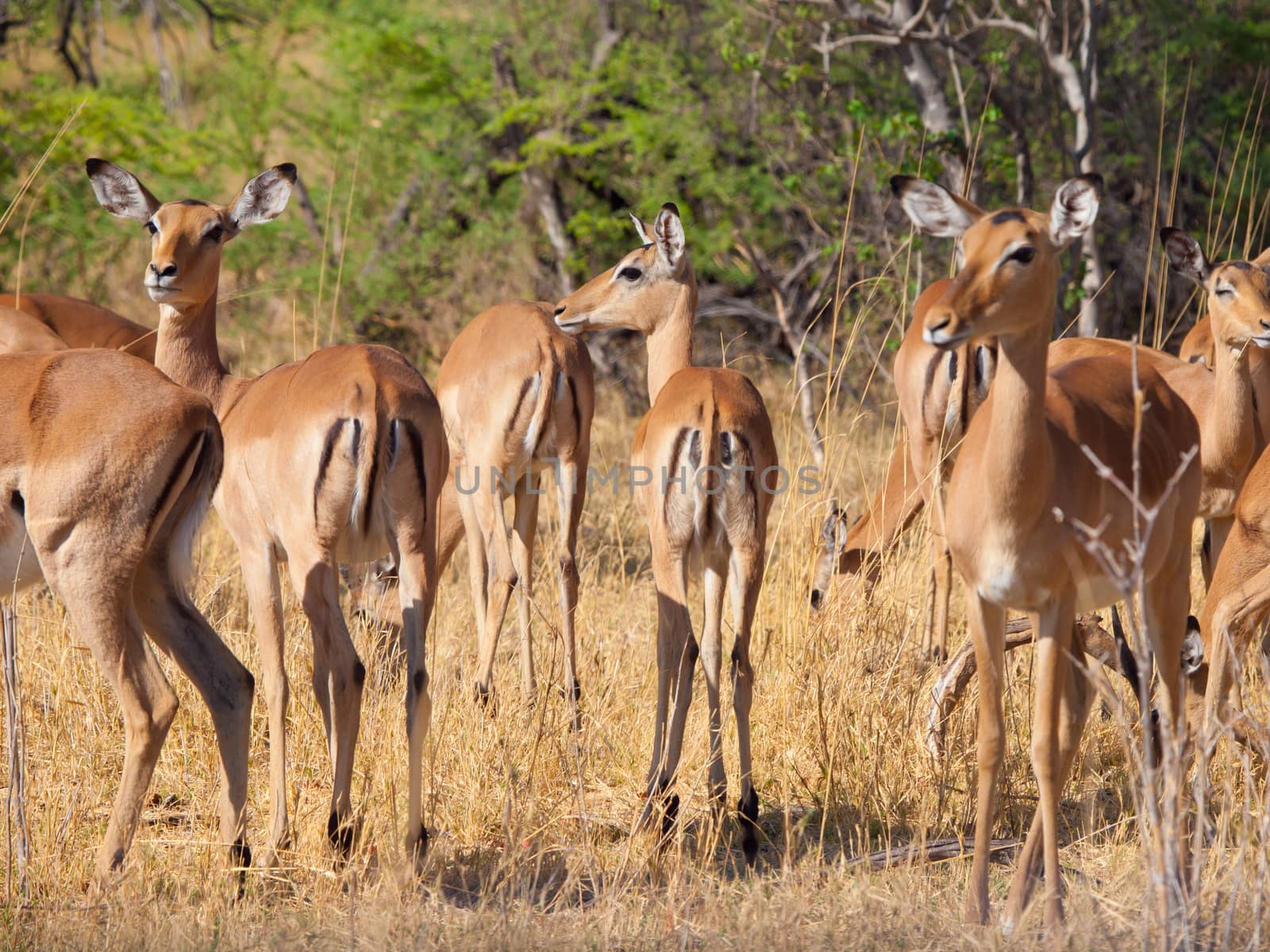 Herd of impalas Impala herd by pyty
