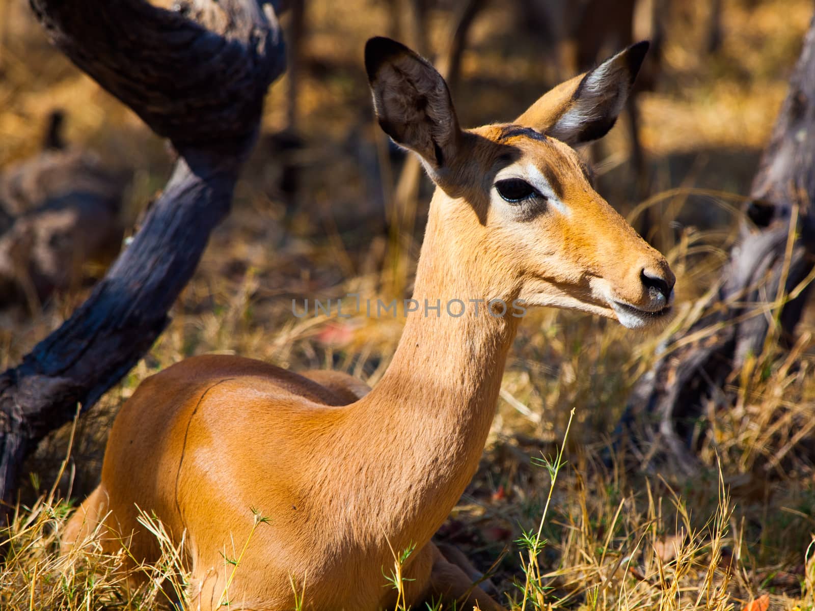 Young female impala by pyty