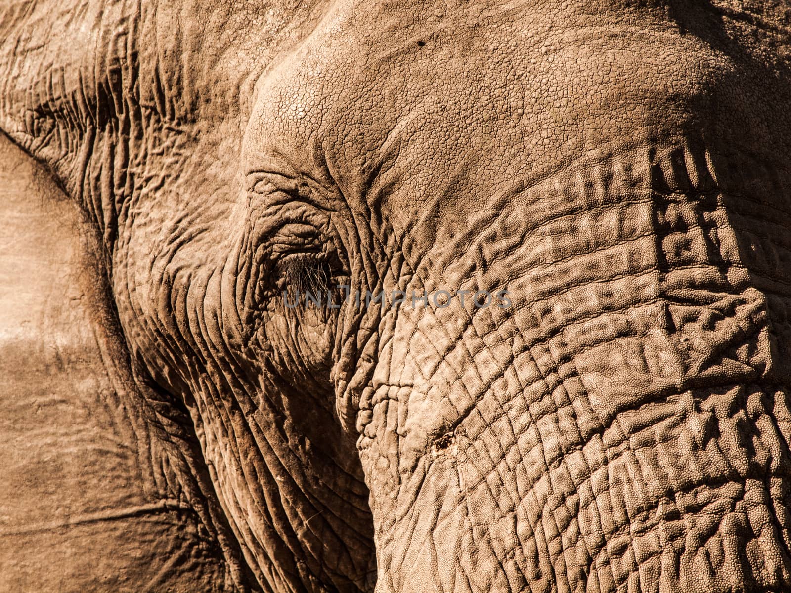 Detail of african elephant in sunny day (Moremi Game Reserve, Botswana)