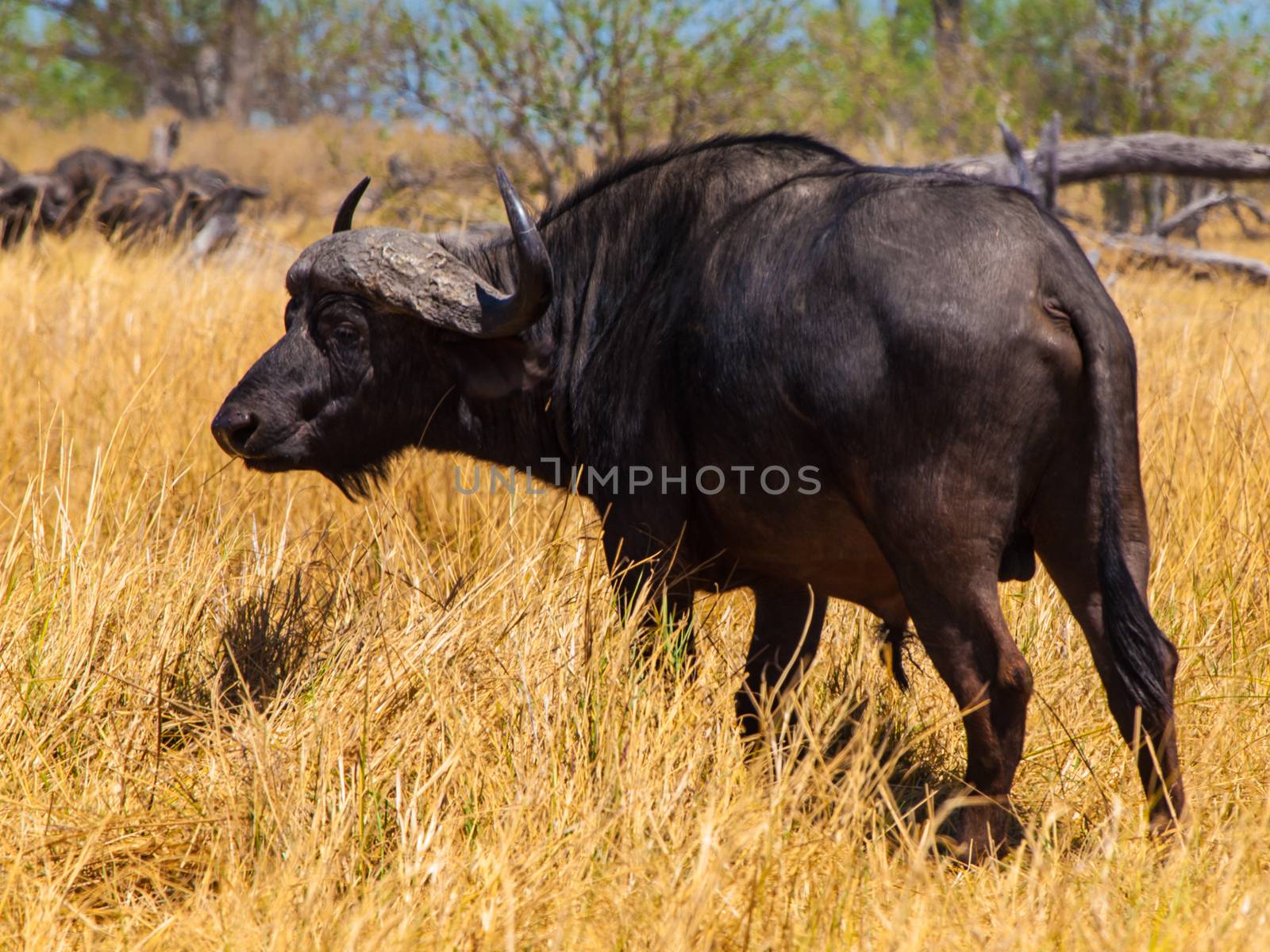 Big black buffalo by pyty