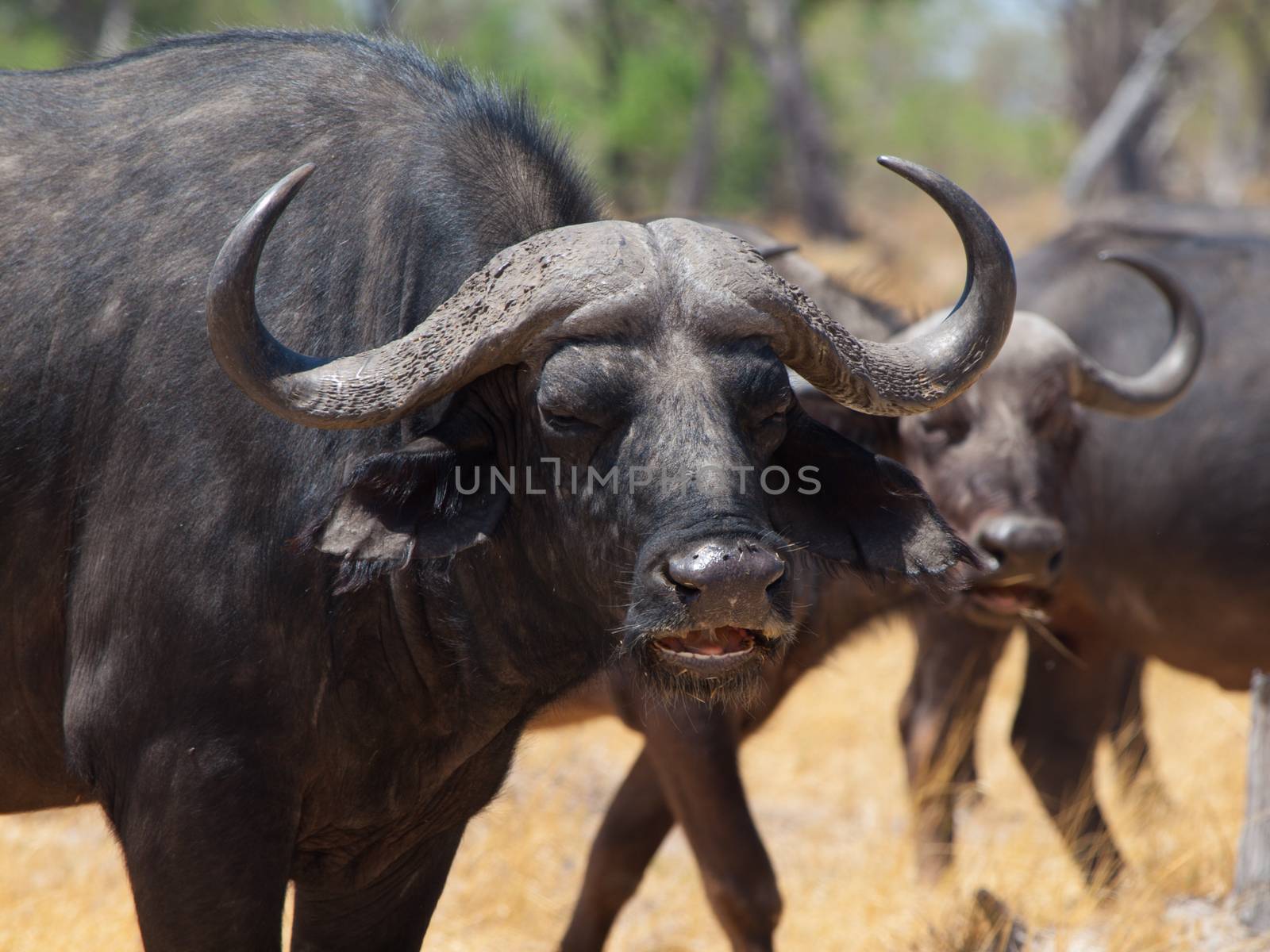 Angry buffalo by pyty