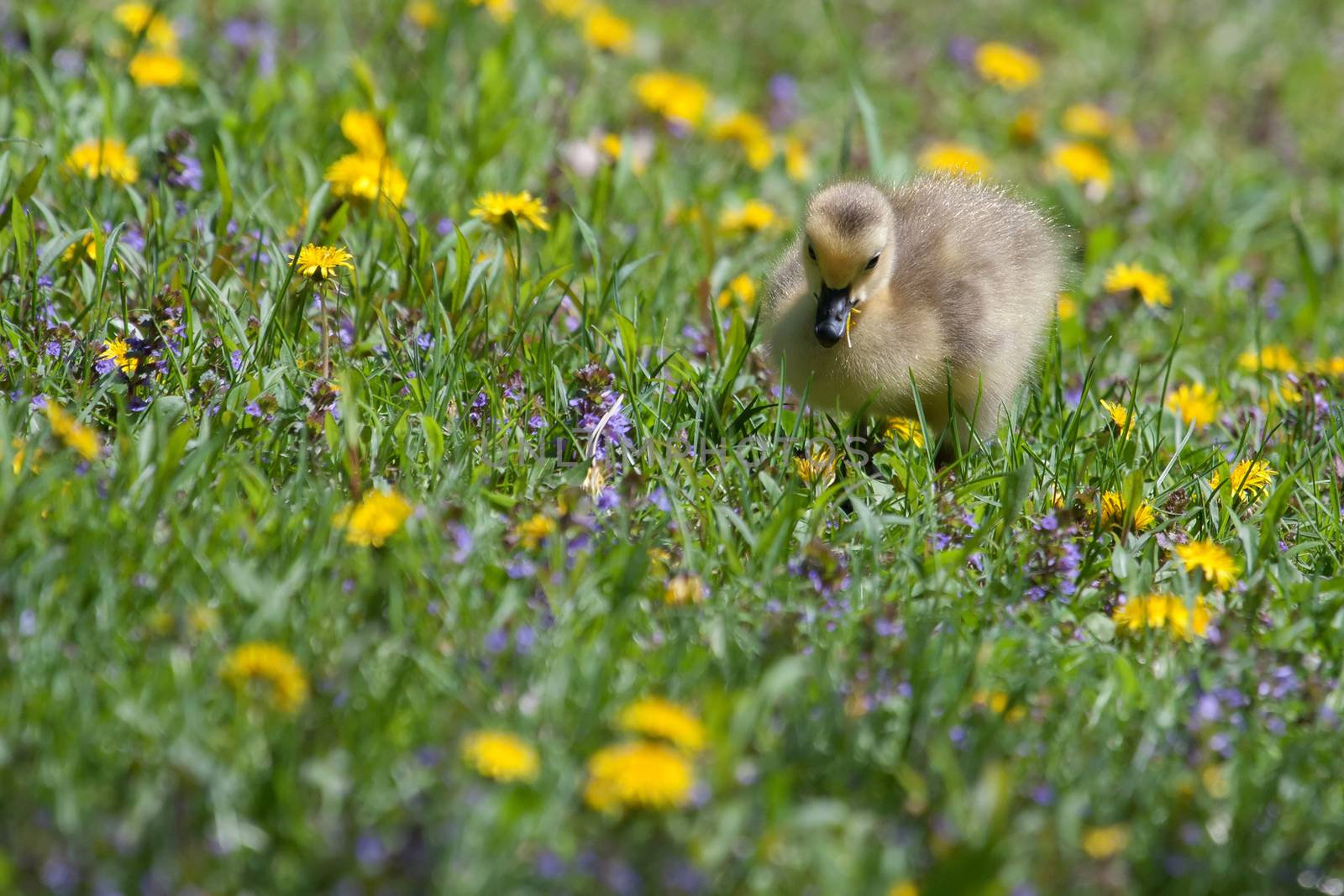 Canadian Goose Gosling resting and eating by Coffee999