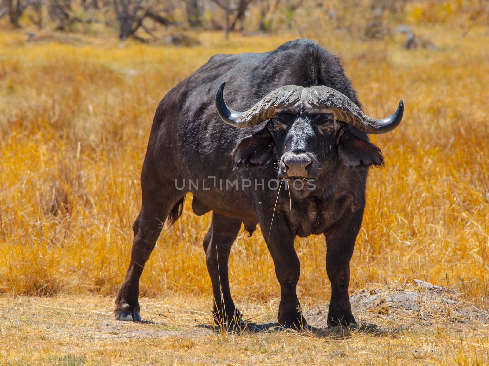 Big black buffalo in grasslands of Okavango delta