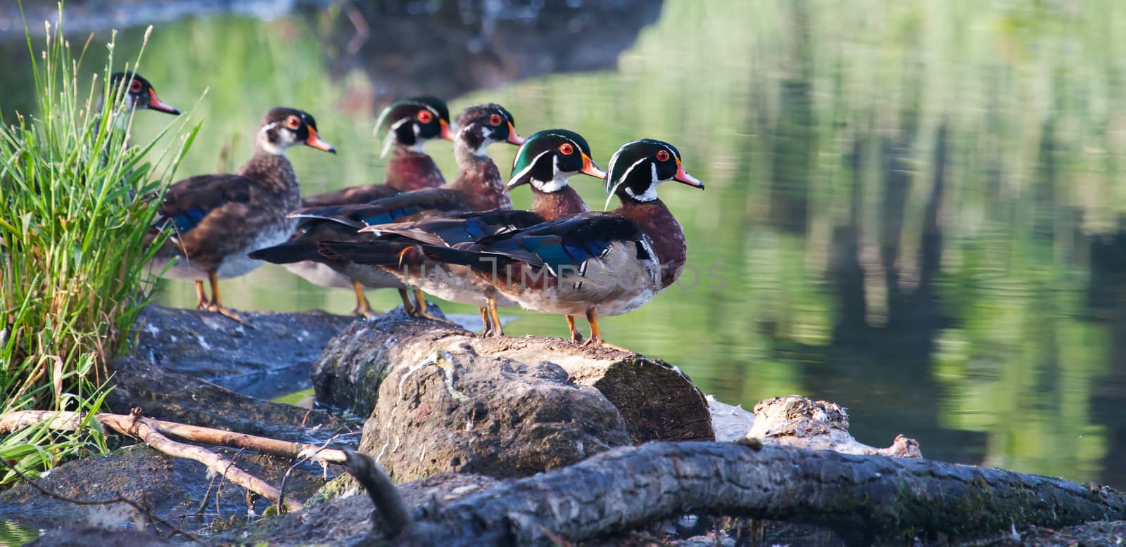 Colorful male Wood Duck, standing by Coffee999