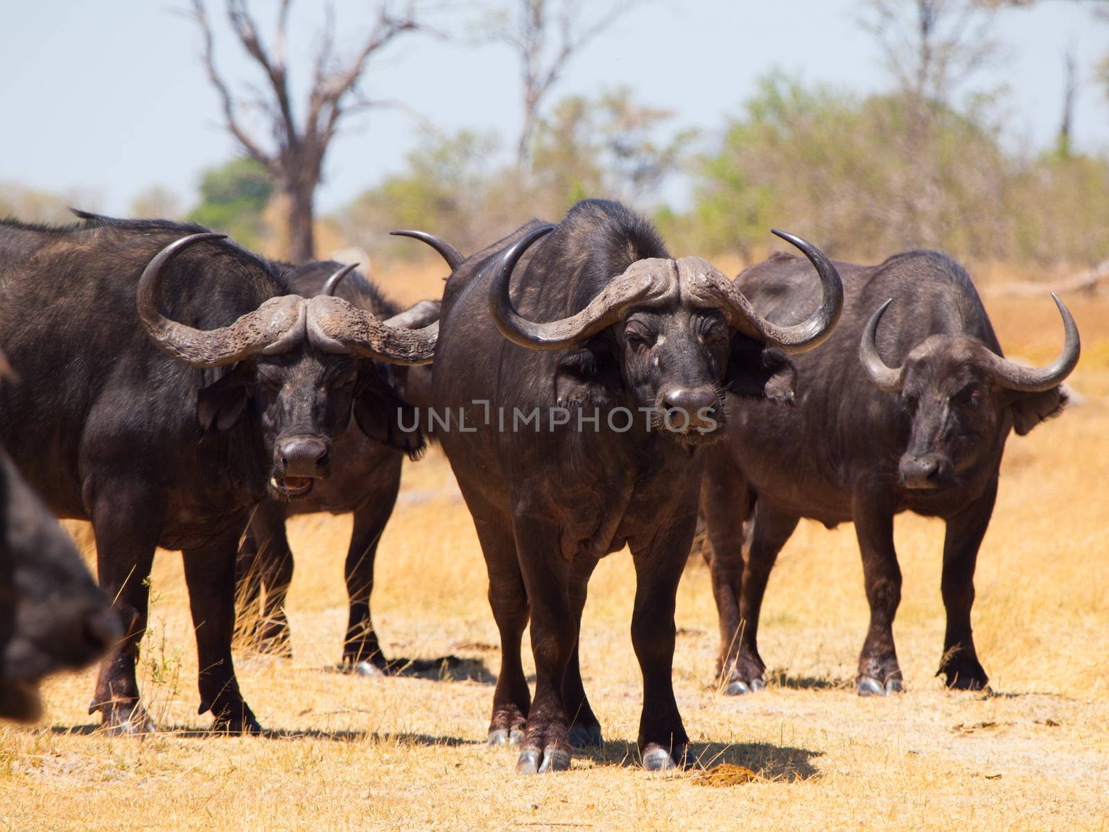 Buffalos alert in sunny day