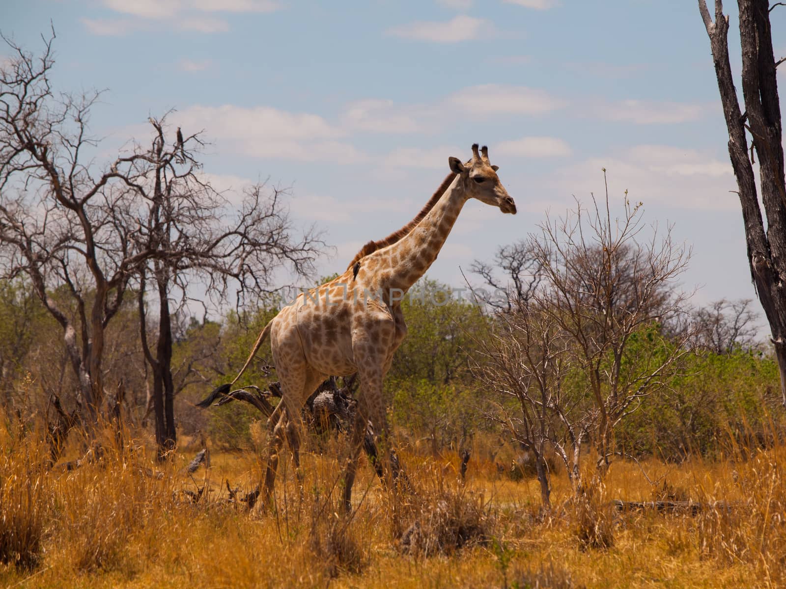 Giraffe in savanna by pyty