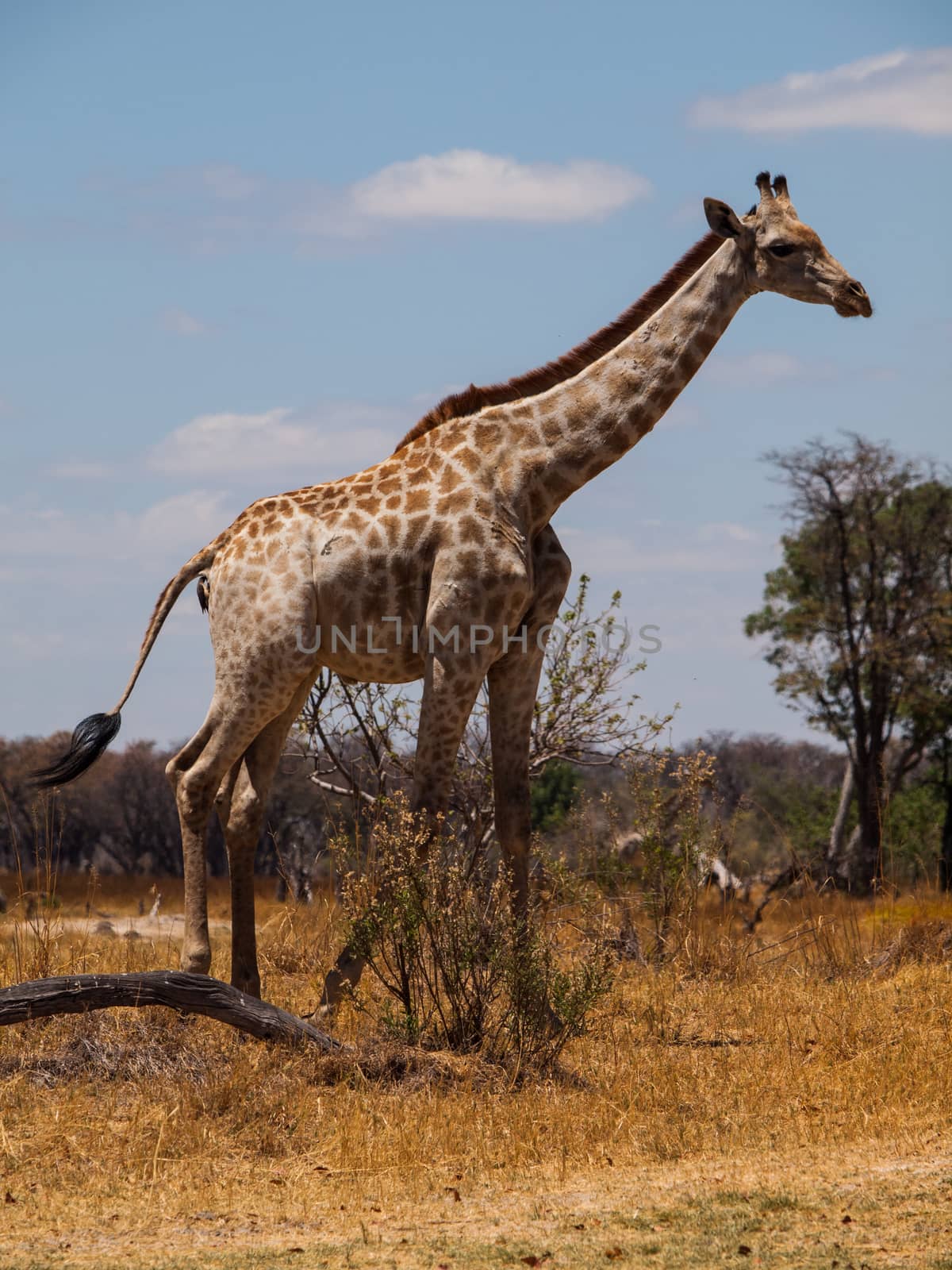 Giraffe in savanna (Moremi Game Reserve, Namibia)