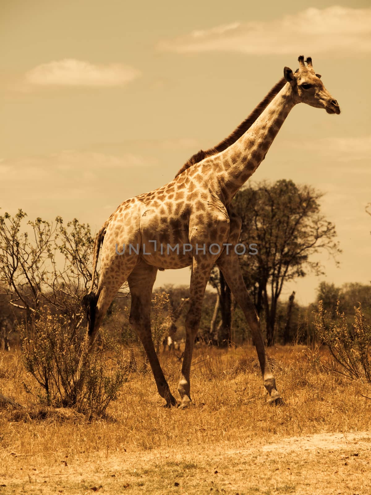 Giraffe in savanna by pyty