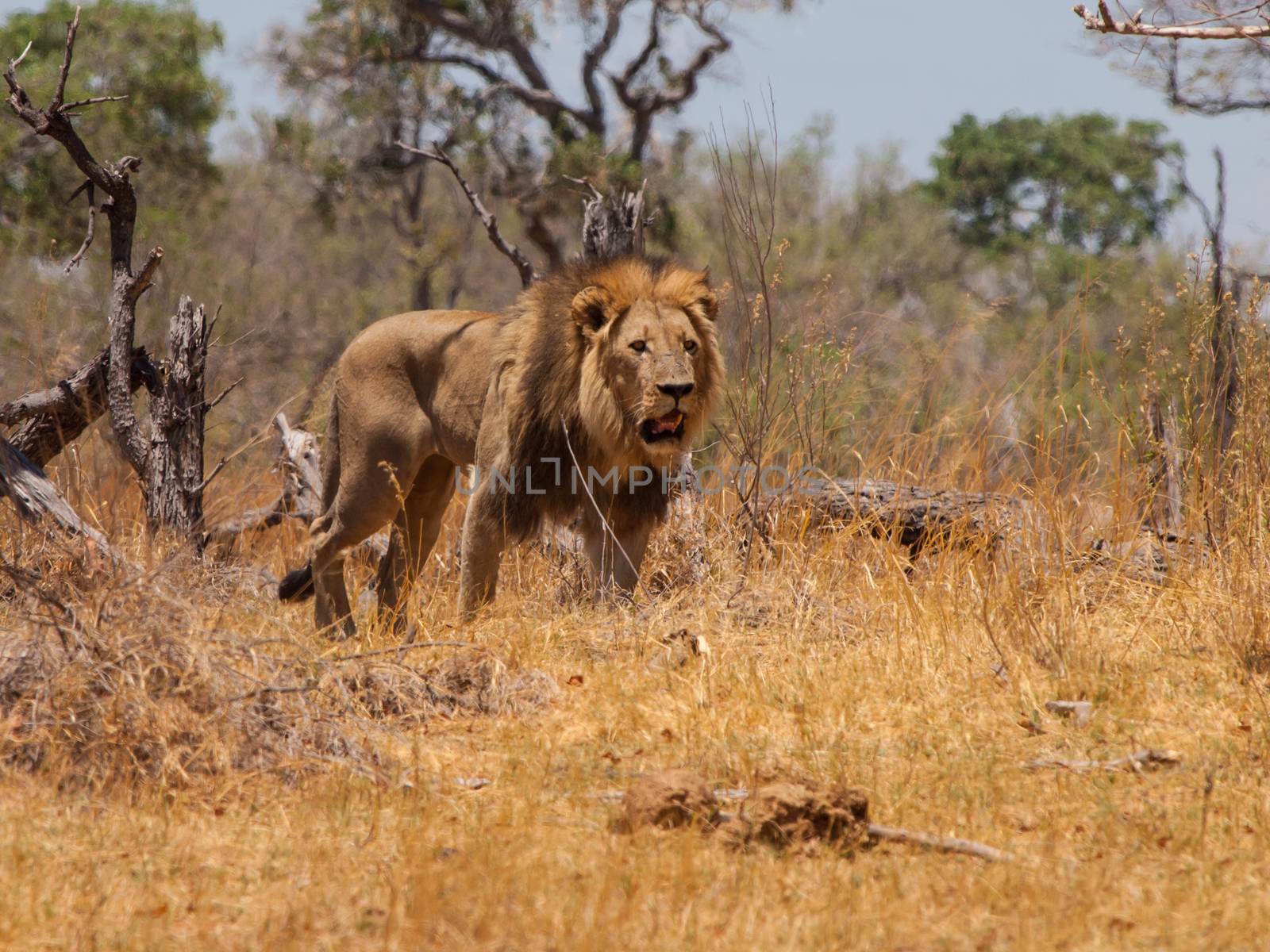 Lion's walk in Moremi Game Reserve (Botswana)