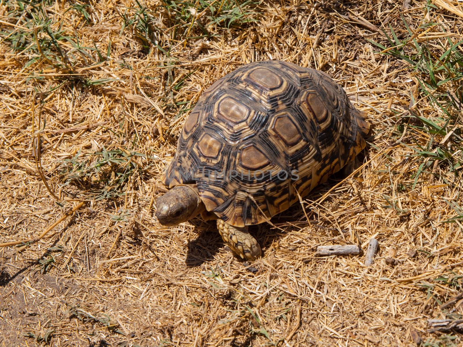 African turtle in the dry grassland