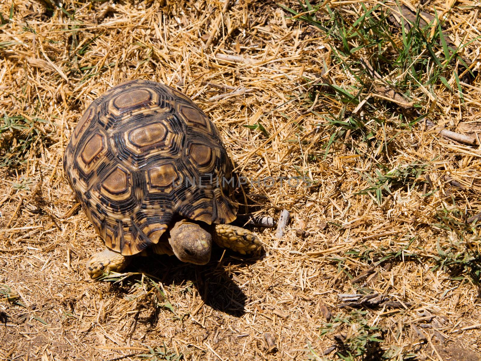 African turtle in the dry grassland