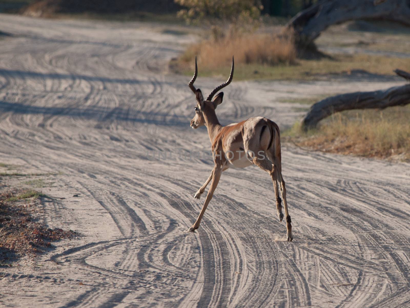 Running impala in october evening
