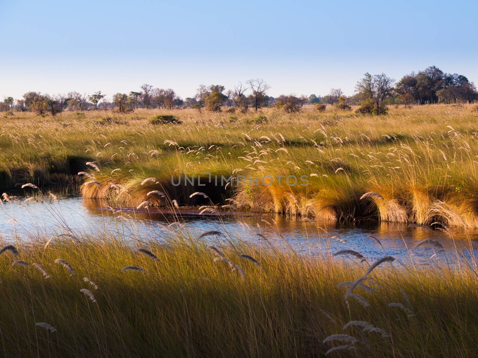 Landscape at Okavango river by pyty